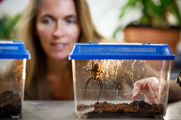 Spider Brains Unlock New Understanding of Alzheimer's Disease